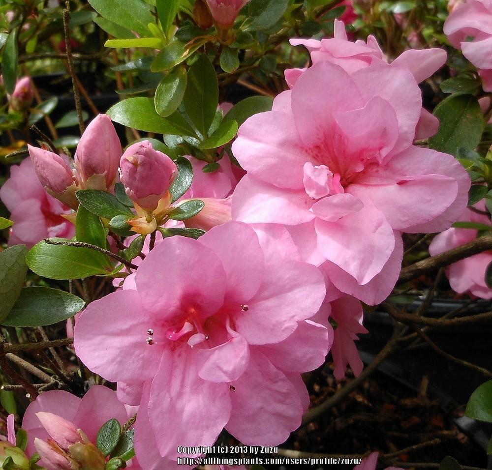 Photo of Azalea (Rhododendron 'Rosebud') uploaded by zuzu