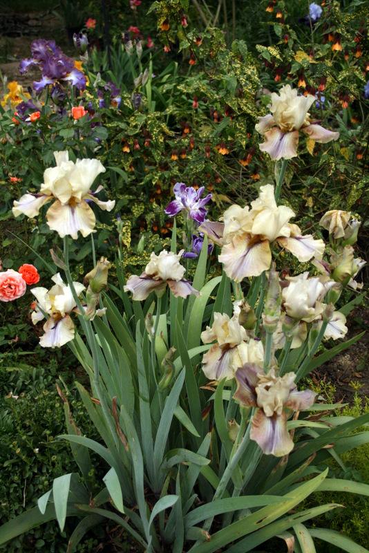 Photo of Tall Bearded Iris (Iris 'Thornbird') uploaded by Calif_Sue