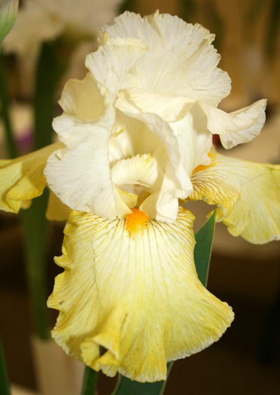 Photo of Tall Bearded Iris (Iris 'Blinding Light') uploaded by Calif_Sue