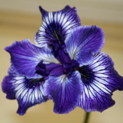 Location: Taken at a local iris show
Date: 2013-05-04