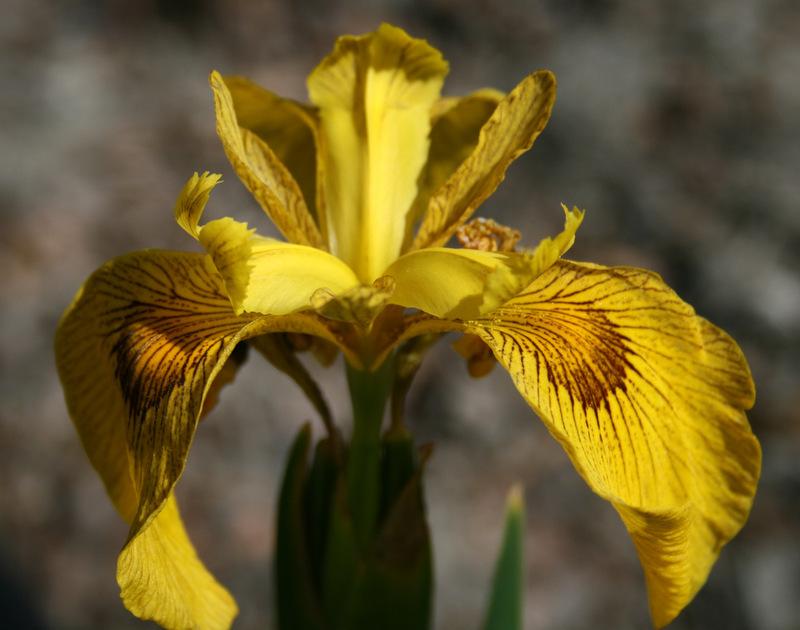 Photo of Species X Iris (Iris 'Phil Edinger') uploaded by Calif_Sue