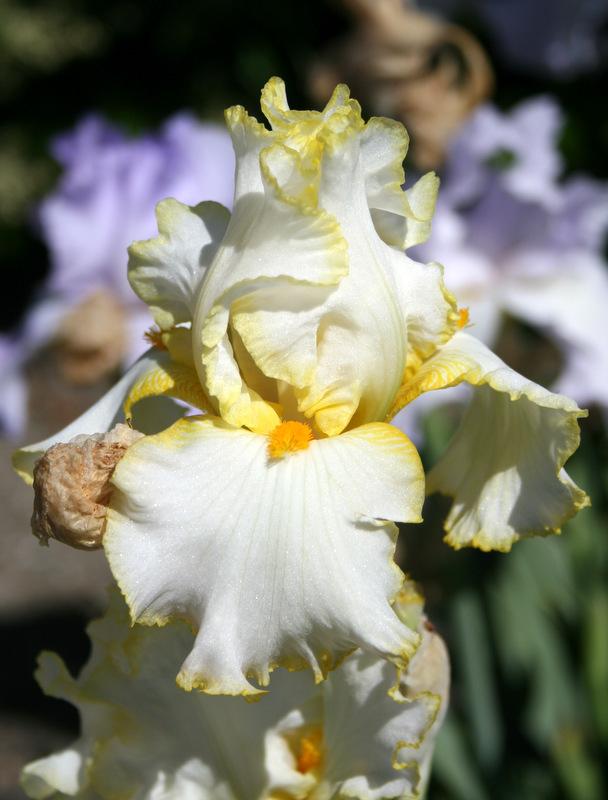 Photo of Tall Bearded Iris (Iris 'Bride's Halo') uploaded by Calif_Sue
