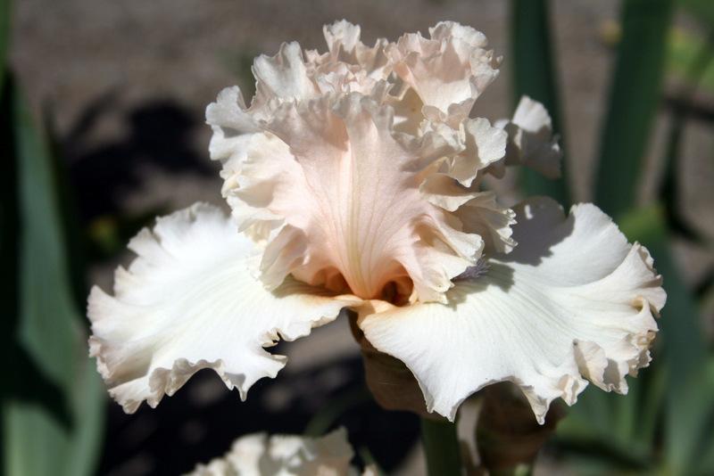 Photo of Tall Bearded Iris (Iris 'Otherside of Heaven') uploaded by Calif_Sue