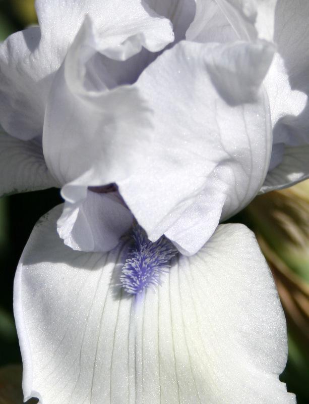 Photo of Tall Bearded Iris (Iris 'Song of Norway') uploaded by Calif_Sue