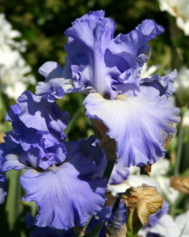 Photo of Tall Bearded Iris (Iris 'Yaquina Blue') uploaded by Calif_Sue
