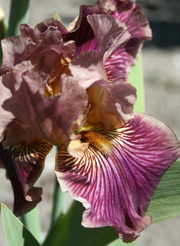Photo of Tall Bearded Iris (Iris 'Dragon King') uploaded by Calif_Sue