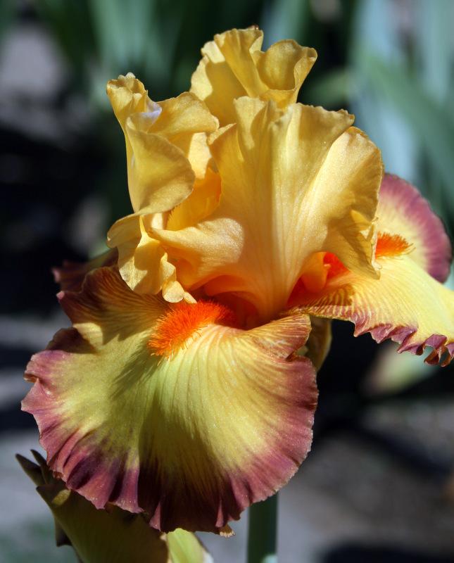 Photo of Tall Bearded Iris (Iris 'Ringtone') uploaded by Calif_Sue