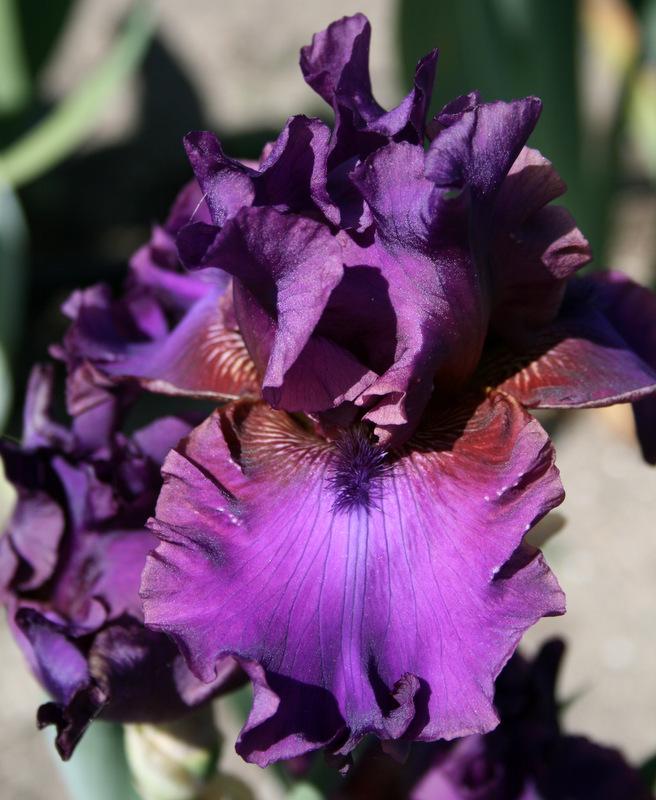 Photo of Tall Bearded Iris (Iris 'Feast of Kings') uploaded by Calif_Sue