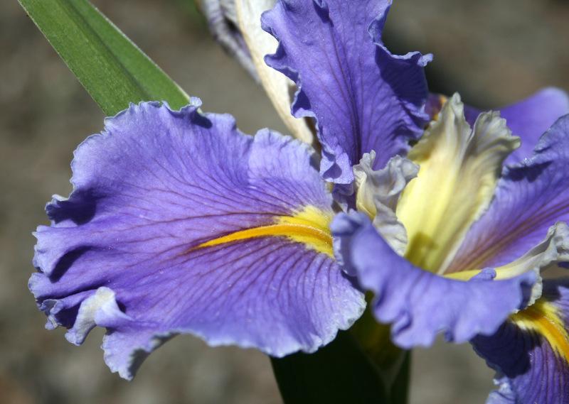 Photo of Louisiana Iris (Iris 'Swirling Waters') uploaded by Calif_Sue