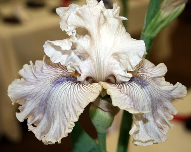 Photo of Tall Bearded Iris (Iris 'Haunted Heart') uploaded by Calif_Sue
