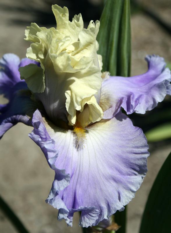 Photo of Tall Bearded Iris (Iris 'Subtle Beauty') uploaded by Calif_Sue