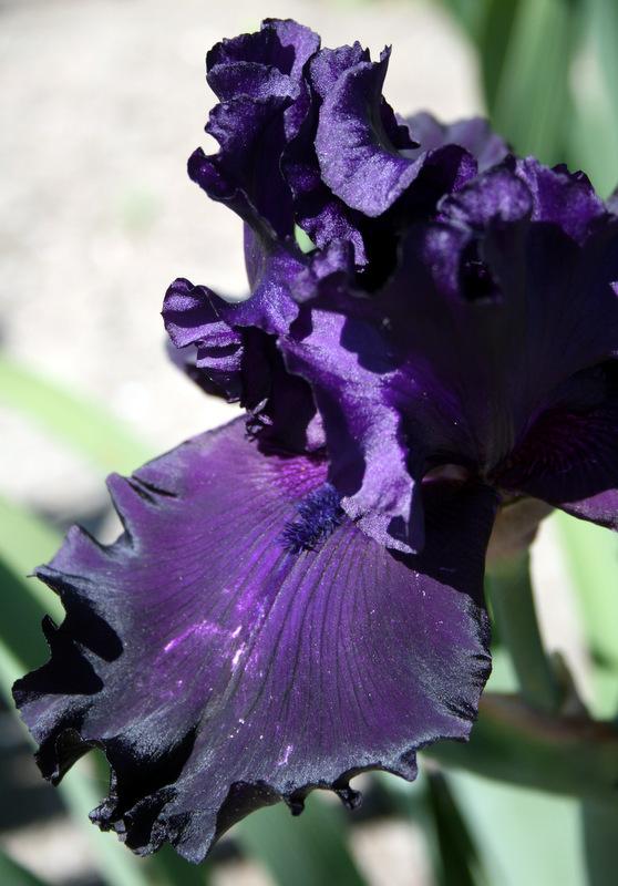 Photo of Tall Bearded Iris (Iris 'One More Night') uploaded by Calif_Sue