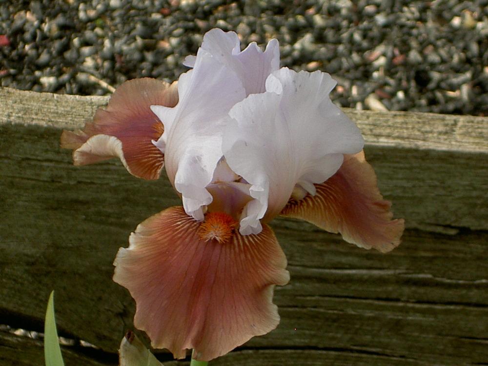 Photo of Tall Bearded Iris (Iris 'Leaps and Bounds') uploaded by Muddymitts