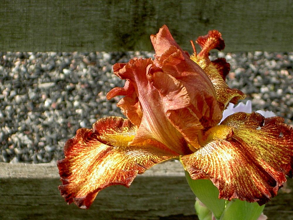 Photo of Tall Bearded Iris (Iris 'Gladiatrix') uploaded by Muddymitts