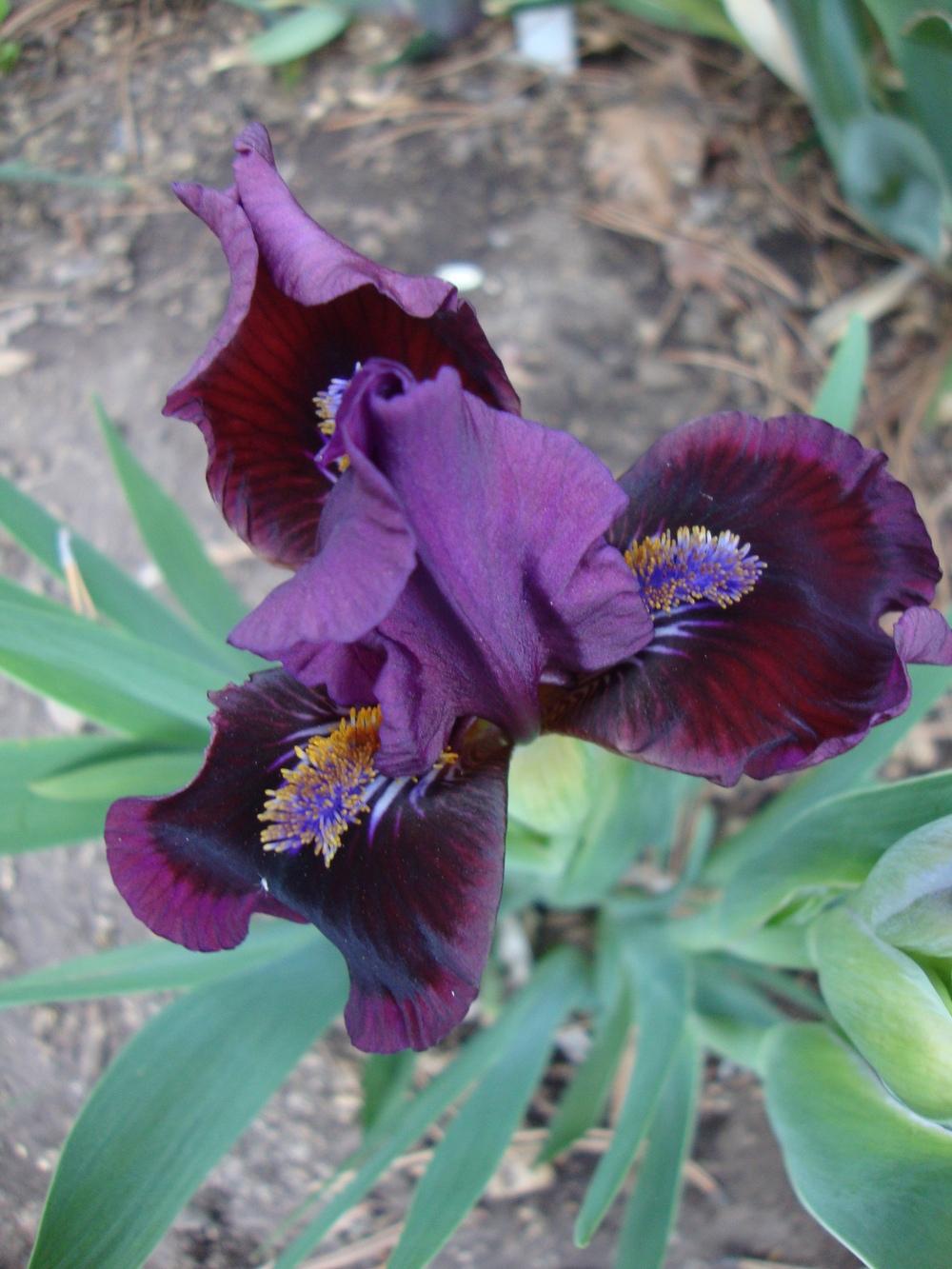 Photo of Standard Dwarf Bearded Iris (Iris 'Stunt Double') uploaded by Paul2032