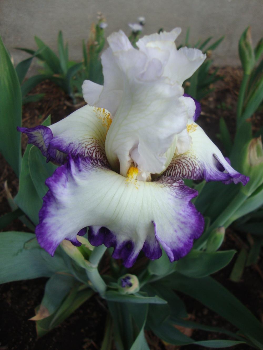 Photo of Tall Bearded Iris (Iris 'Beyond Borders') uploaded by Paul2032