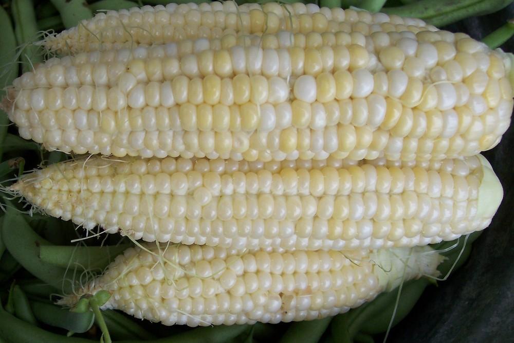 Photo of Corn (Zea mays subsp. mays 'Pay Dirt') uploaded by farmerdill