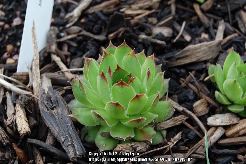 Photo of Hen and Chicks (Sempervivum 'Shirley Moore') uploaded by valleylynn