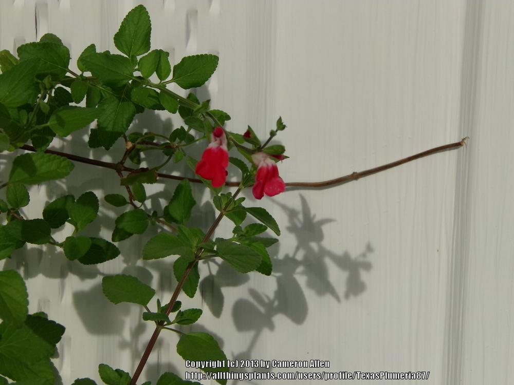 Photo of Blackcurrant Sage (Salvia microphylla 'Hot Lips') uploaded by TexasPlumeria87