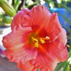 Location: northern california zone 9b
Date: 2013-05-06
Cosmopolitan bloom.