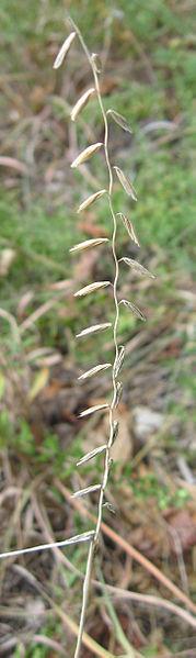 Photo of Sideoats Grama Grass (Bouteloua curtipendula) uploaded by robertduval14
