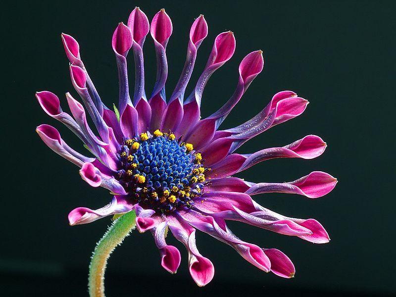 Photo of African Daisy (Osteospermum 'Pink Whirls') uploaded by robertduval14
