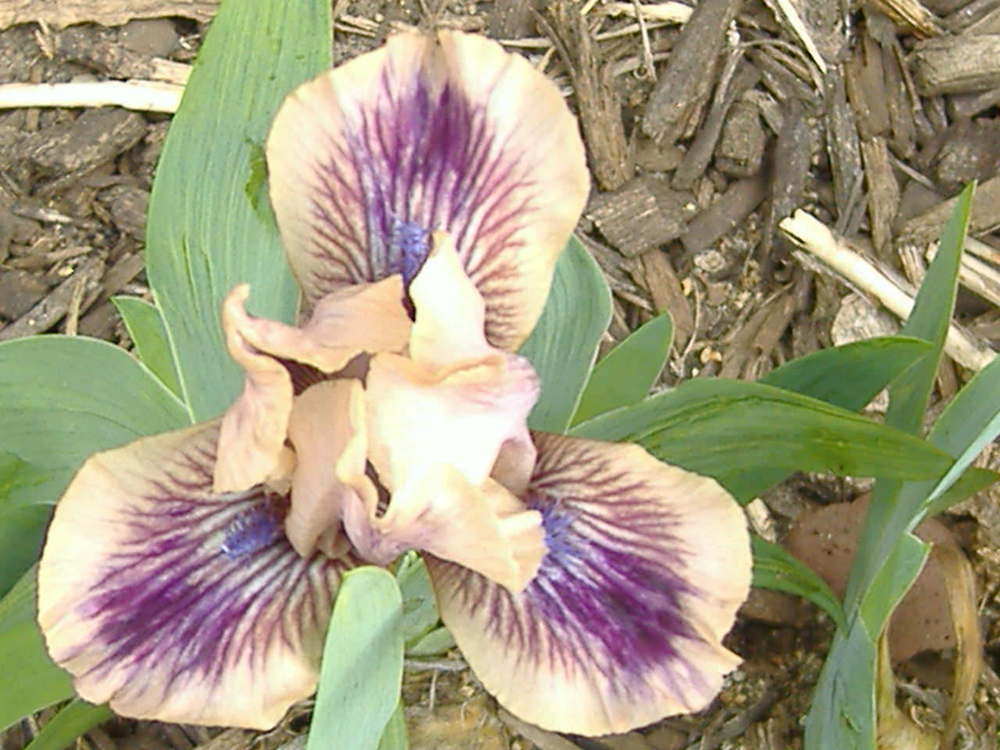 Photo of Standard Dwarf Bearded Iris (Iris 'Shindig') uploaded by tveguy3