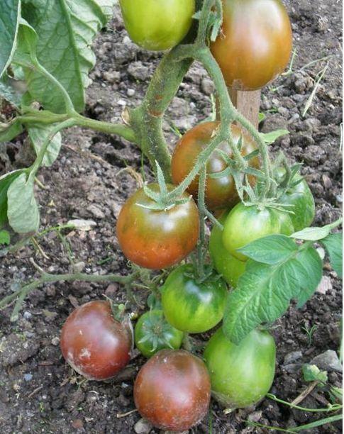 Photo of Tomato (Solanum lycopersicum 'Japanese Trifele Black') uploaded by vic