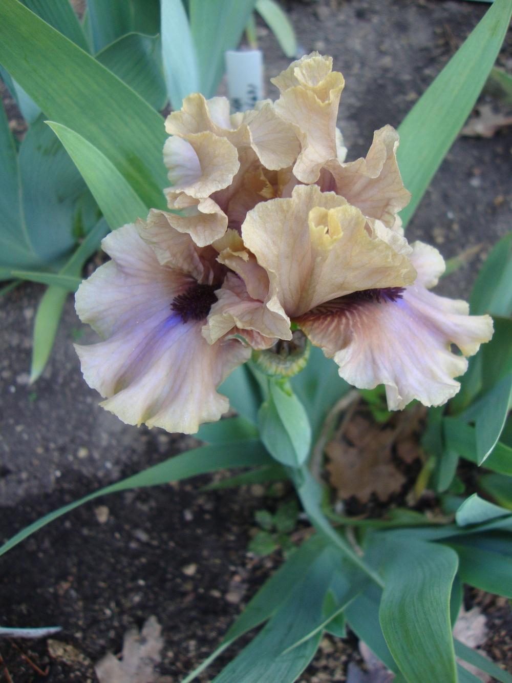 Photo of Intermediate Bearded Iris (Iris 'Glances') uploaded by Paul2032
