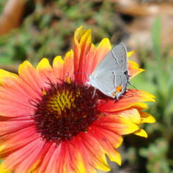 Location: zone 8 Lake City, Fl.
Date: 2013-05-06
Eastern Tailed Blue Butterfly sipping upon the bloom