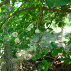 Location: zone 8 Lake City, Fl.
Date: 2013-05-06
Note the bell shape; the blooms hang downward