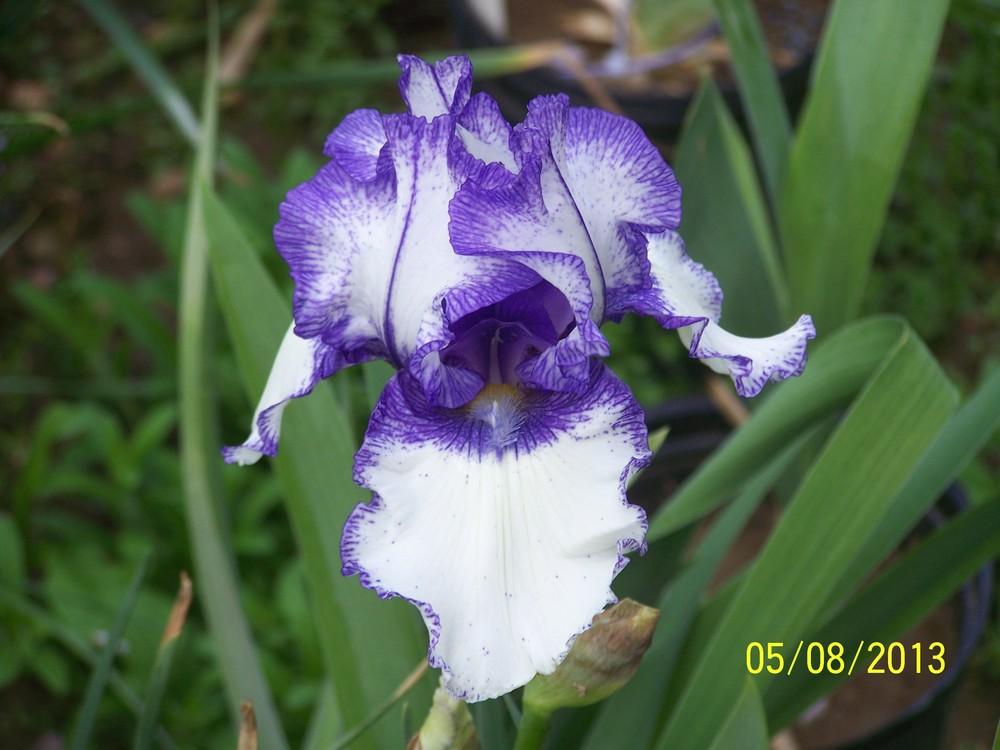 Photo of Border Bearded Iris (Iris 'Orinoco Flow') uploaded by Misawa77