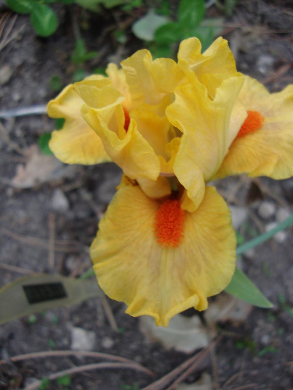 Photo of Standard Dwarf Bearded Iris (Iris 'Clever') uploaded by Paul2032