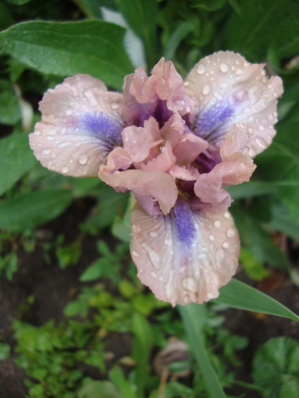 Photo of Standard Dwarf Bearded Iris (Iris 'Chanted') uploaded by Paul2032