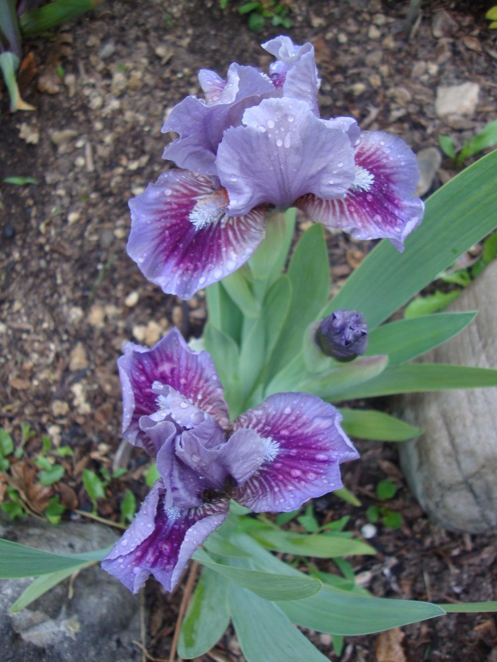 Photo of Standard Dwarf Bearded Iris (Iris 'Bow Tie') uploaded by Paul2032