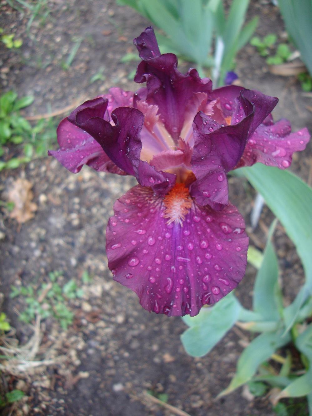 Photo of Intermediate Bearded Iris (Iris 'Revved Up Rose') uploaded by Paul2032