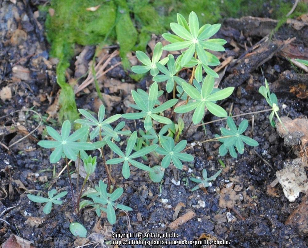 Photo of Big-Leaf Lupin (Lupinus polyphyllus) uploaded by chelle