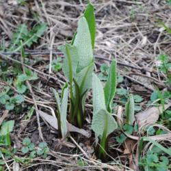 Location: My Northeastern Indiana Gardens - Zone 5b
Date: 2013-05-07
New leaves