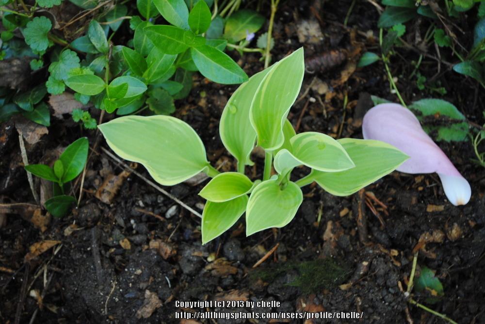 Photo of Hosta 'Wide Brim' uploaded by chelle