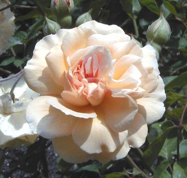 Photo of Hybrid Musk Rose (Rosa 'Buff Beauty') uploaded by robertduval14