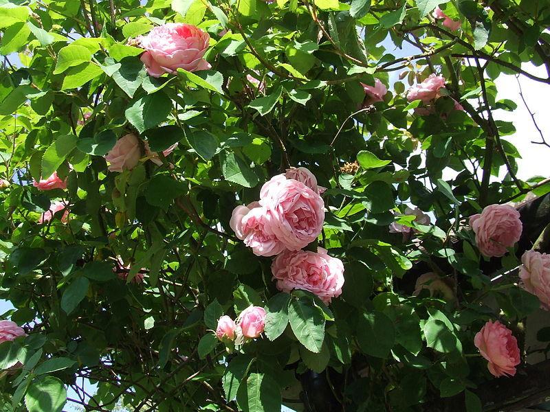 Photo of English Shrub Rose (Rosa 'Constance Spry') uploaded by robertduval14