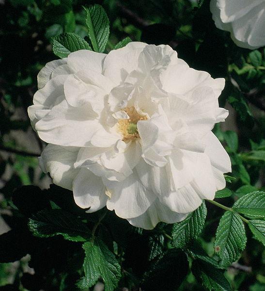 Photo of Hybrid Rugosa Rose (Rosa 'Blanc Double de Coubert') uploaded by robertduval14