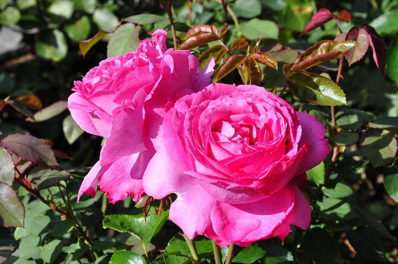 Photo of Rose (Rosa 'Aloha') uploaded by robertduval14