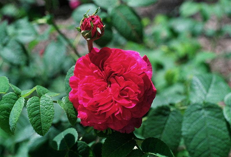 Photo of Gallica Rose (Rosa 'Charles de Mills') uploaded by robertduval14