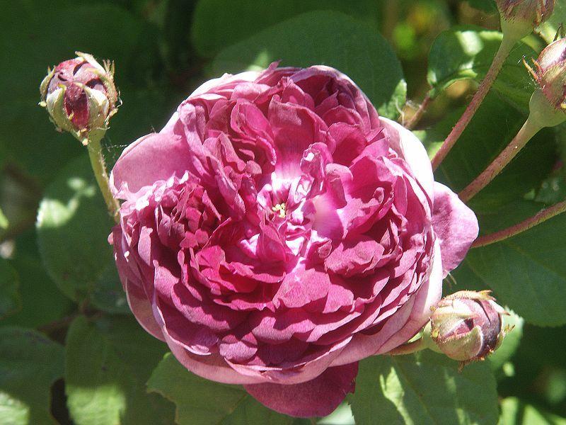 Photo of Rose (Rosa 'Cardinal de Richelieu') uploaded by robertduval14