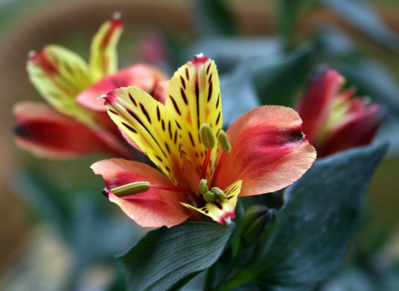Photo of Peruvian Lily (Alstroemeria Inticancha® Indian Summer) uploaded by Calif_Sue