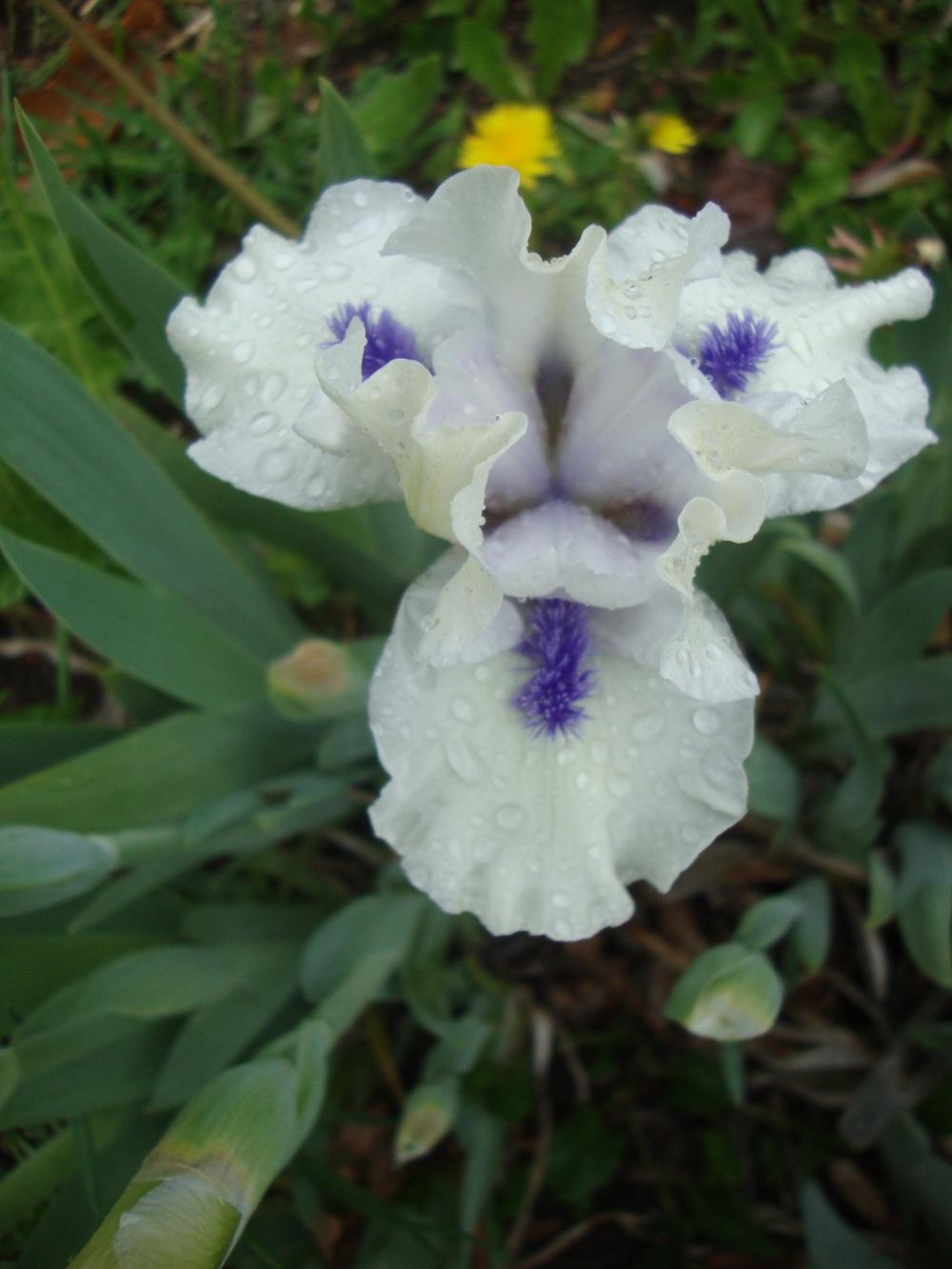 Photo of Standard Dwarf Bearded Iris (Iris 'Bluebeard's Ghost') uploaded by Paul2032