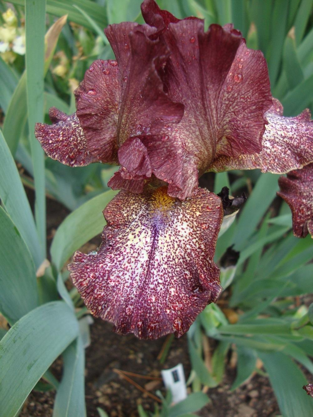 Photo of Intermediate Bearded Iris (Iris 'Starfield') uploaded by Paul2032