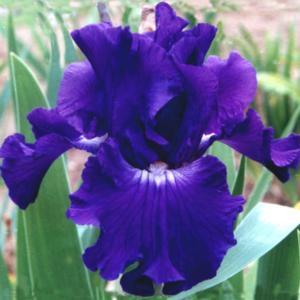 Transworld tall bearded iris