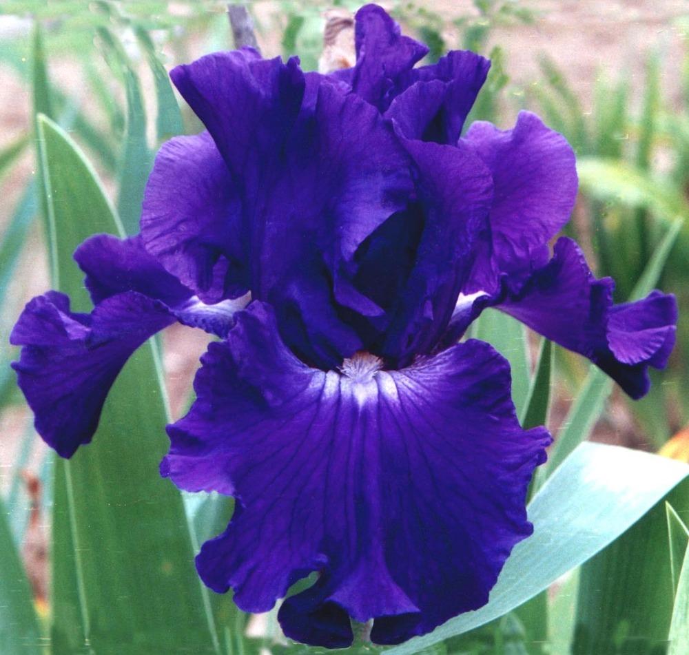 Photo of Tall Bearded Iris (Iris 'Transworld') uploaded by diggit